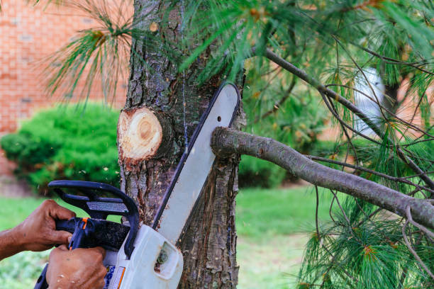 Best Residential Tree Removal  in Atoka, TN